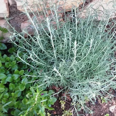 아파트 Dvorski 만드레