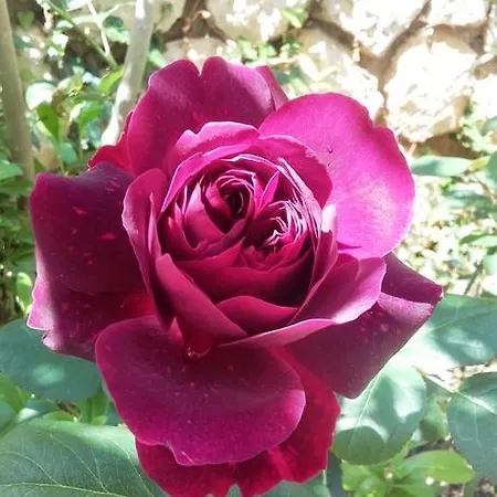 Dvorski ماندري