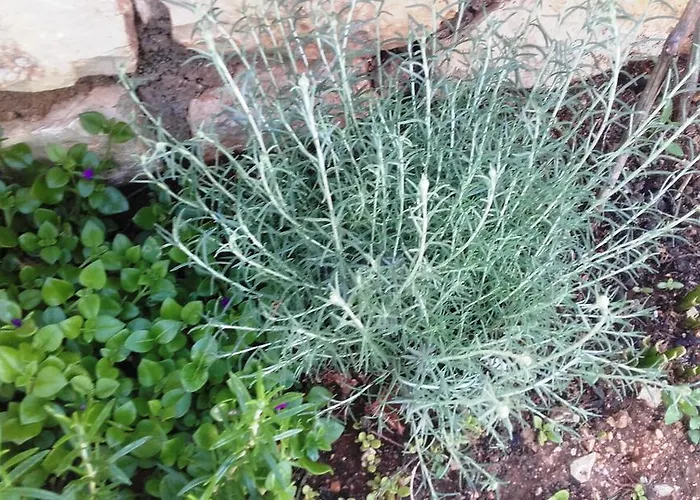 Lägenhet Dvorski Mandre